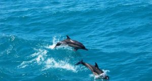 До месец започва преброяване популацията на делфини в Черно море