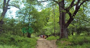 Природна забележителност Странджански дъб - местност Свети Илия