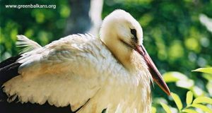 Eвропроект ще пази дюните и белия щъркел в Странджа