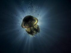 Подводните обитатели на Черно море