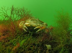 Подводните обитатели на Черно море