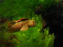 Подводните обитатели на Черно море