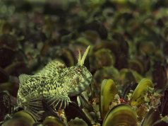 Подводните обитатели на Черно море