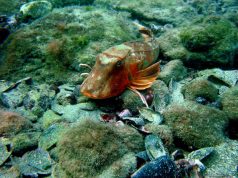 Подводните обитатели на Черно море