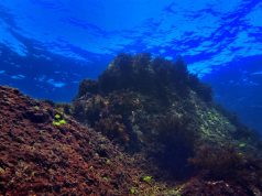 Подводните обитатели на Черно море