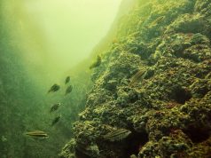Подводните обитатели на Черно море