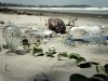 Пластмасата застрашава Черно море