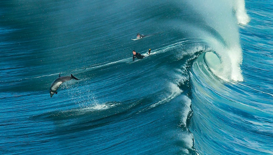 8 снимки на делфини и сърфисти порещи вълните заедно