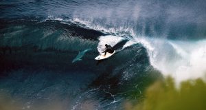 8 снимки на делфини и сърфисти каращи заедно