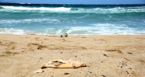 На умрели делфини продължават да се натъкват туристи по плажовете