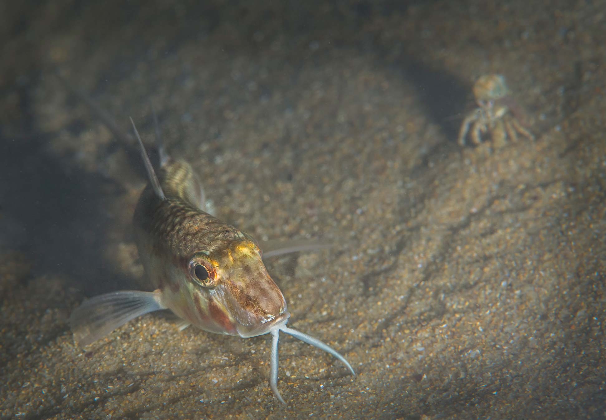 Подводните обитатели на Черно море през нощта