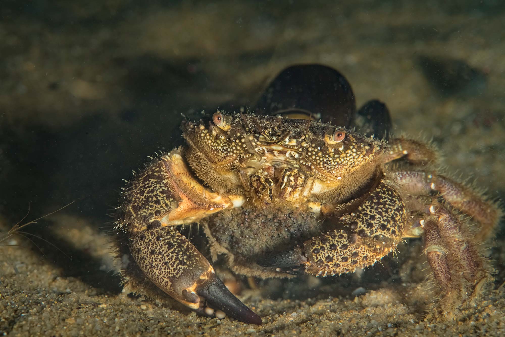 Подводните обитатели на Черно море през нощта