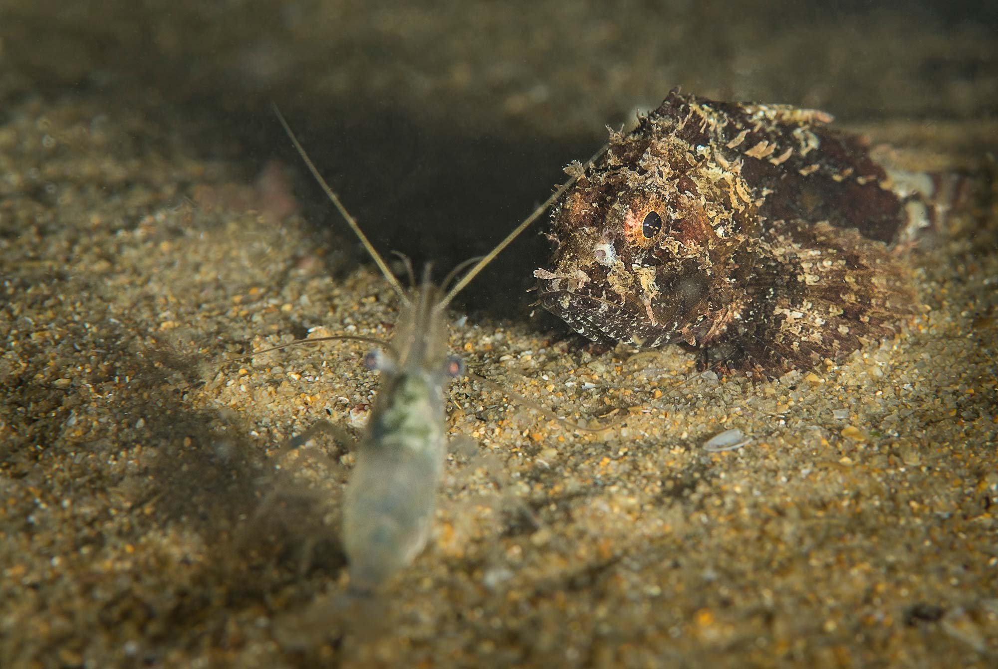 Подводните обитатели на Черно море през нощта