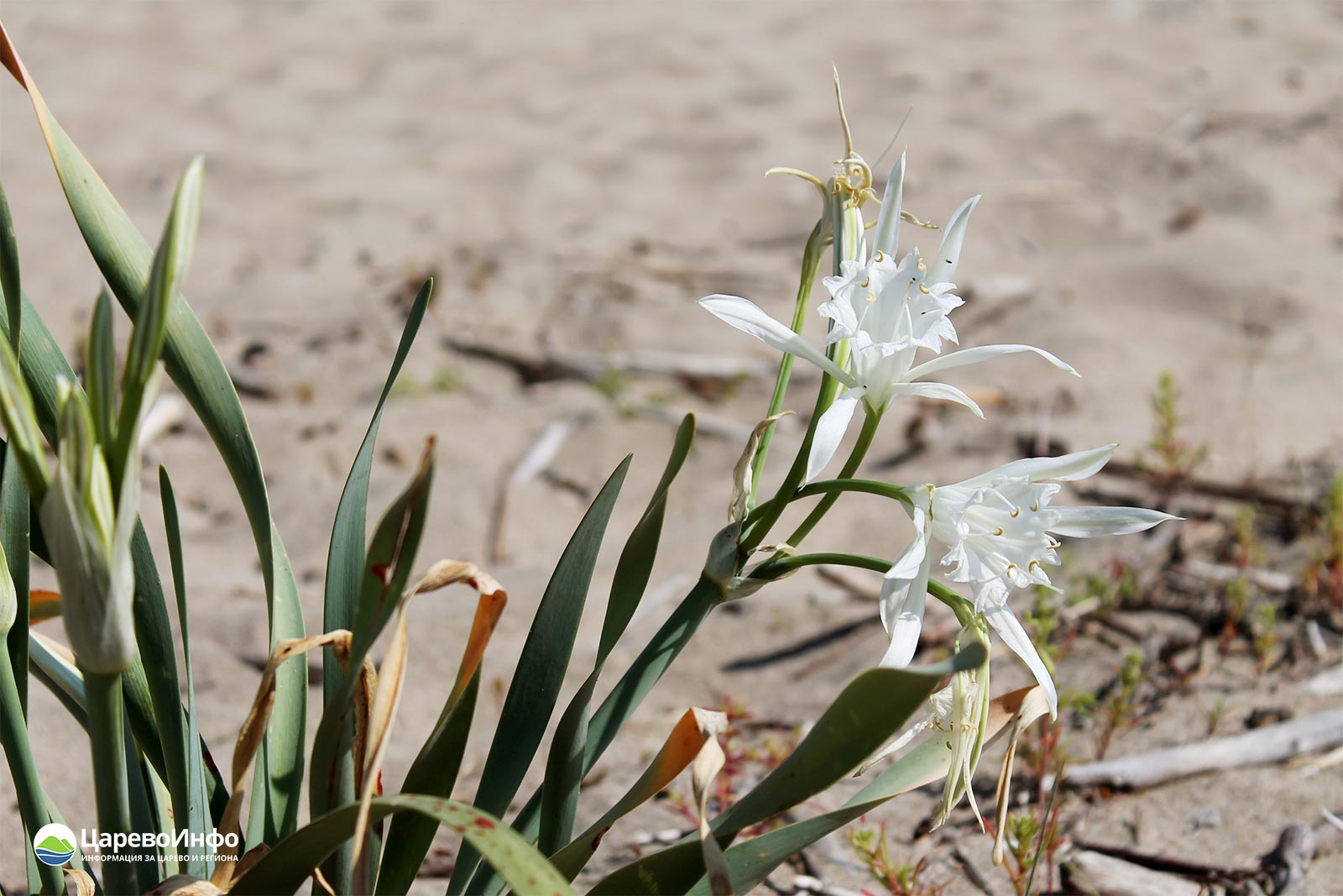 Пясъчната лилия - кралицата на цветята