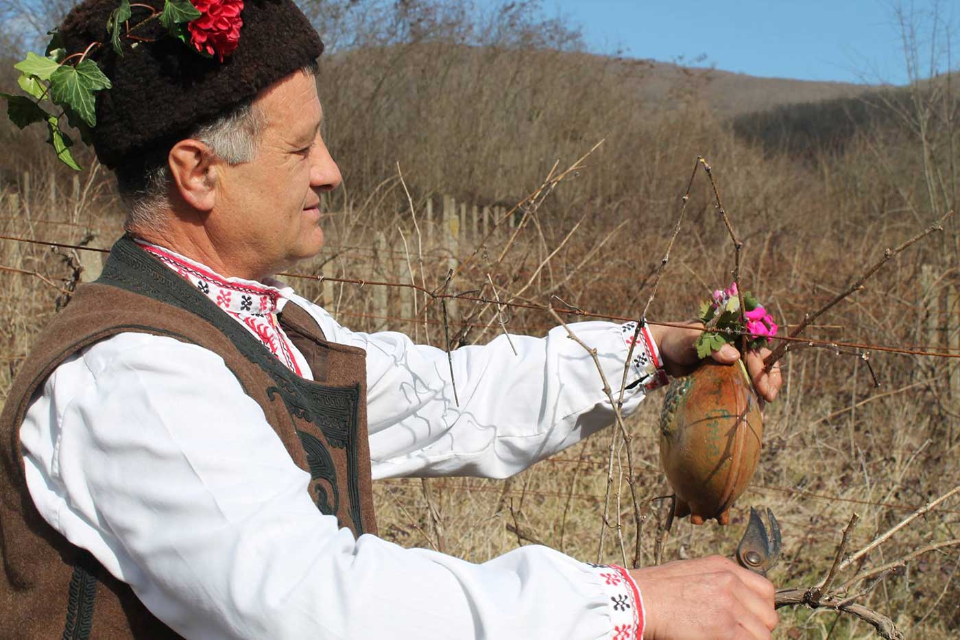 По стар български обичай в село Бродилово зарязаха лозята на Трифон Зарезан