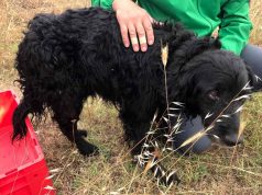 Пожарникарите от Царево спасиха бедстващо куче в Ахтопол