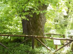 Ръководството на Природен парк „Странджа” предлага да бъдат защитени вековни дървета
