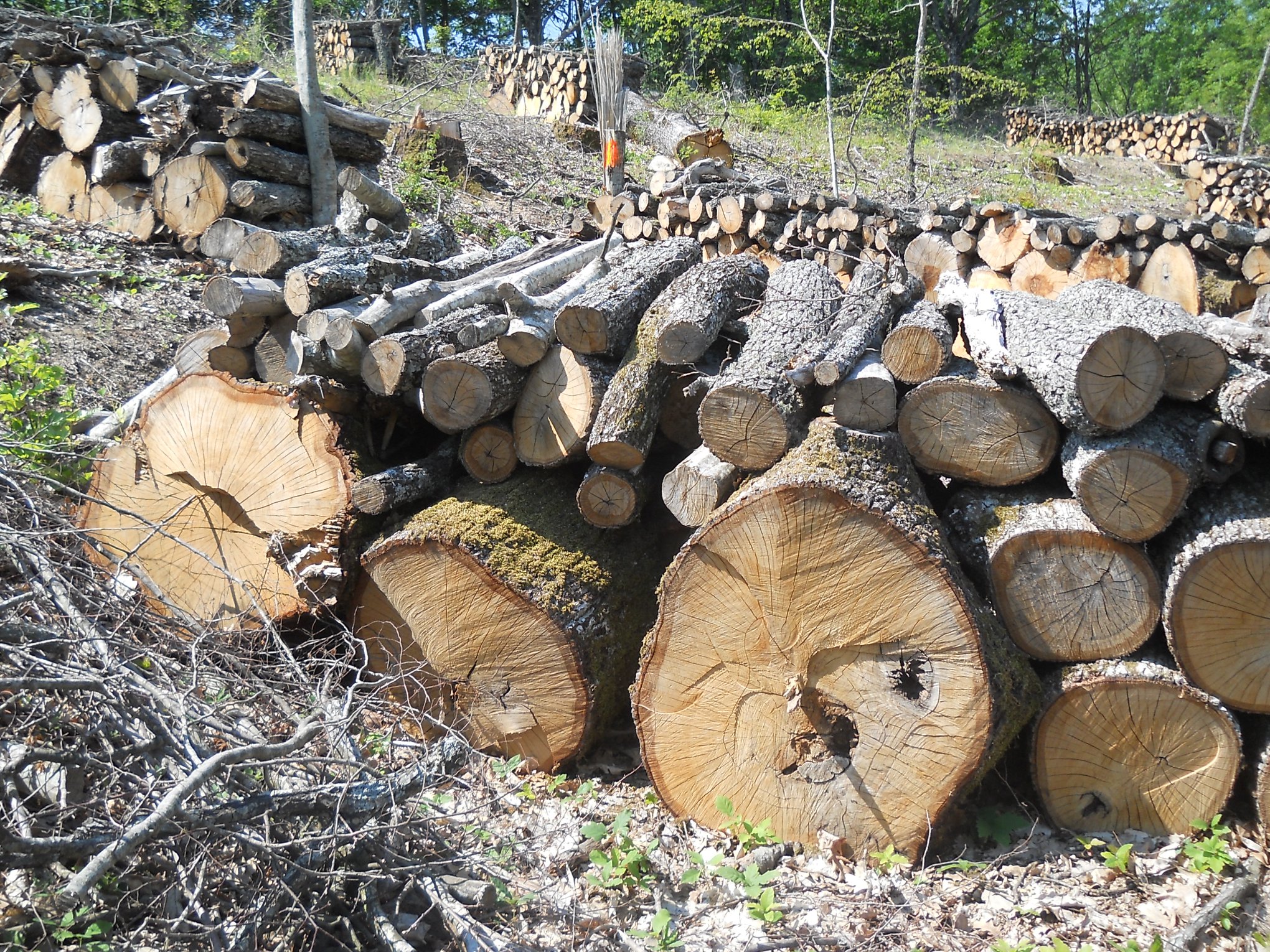 Прекомерна сеч, лоша инфраструктура и технологична изостаналост вредят на горите в природен парк Странджа