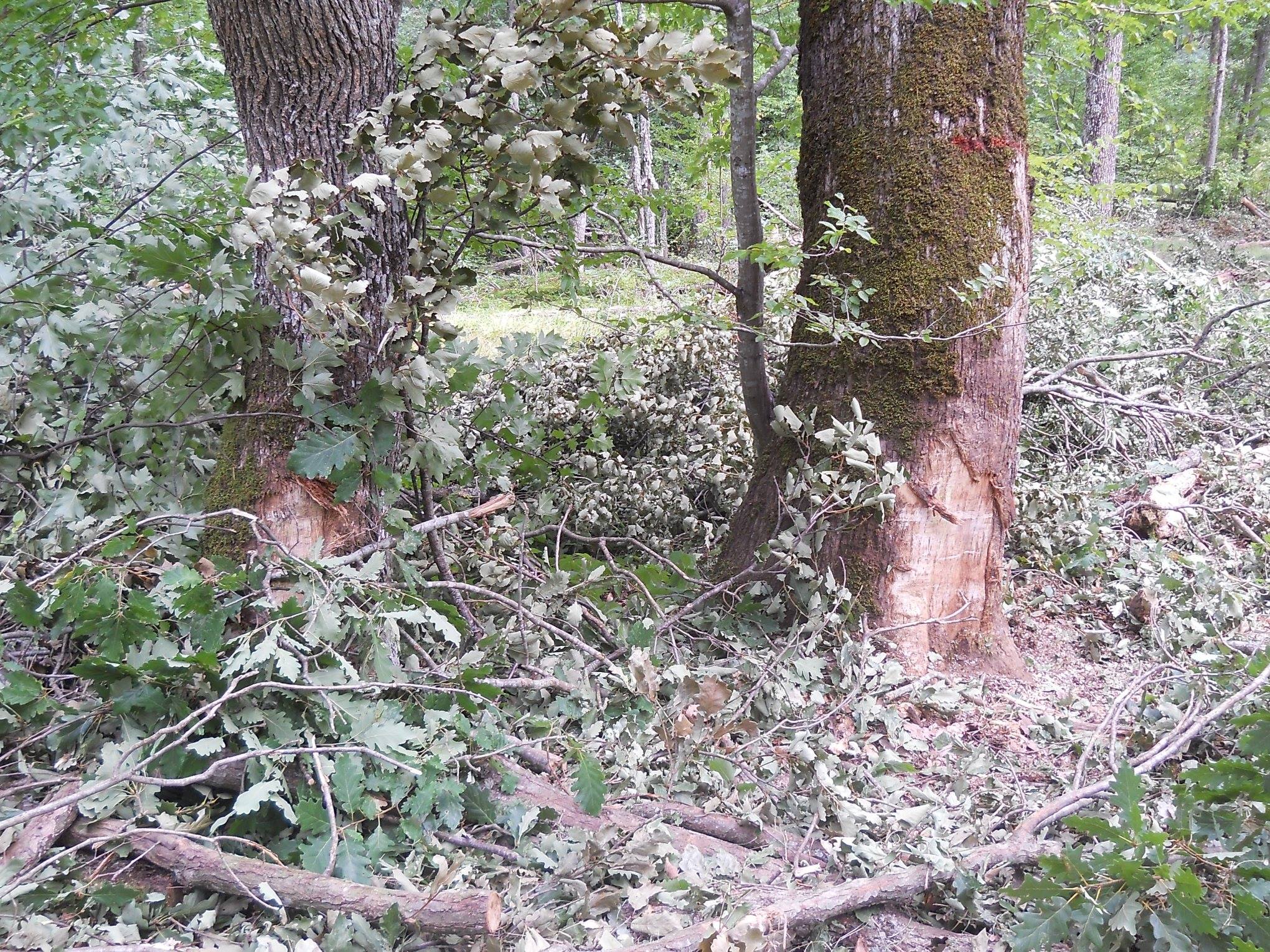 Прекомерна сеч, лоша инфраструктура и технологична изостаналост вредят на горите в природен парк Странджа