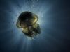 Подводните обитатели на Черно море